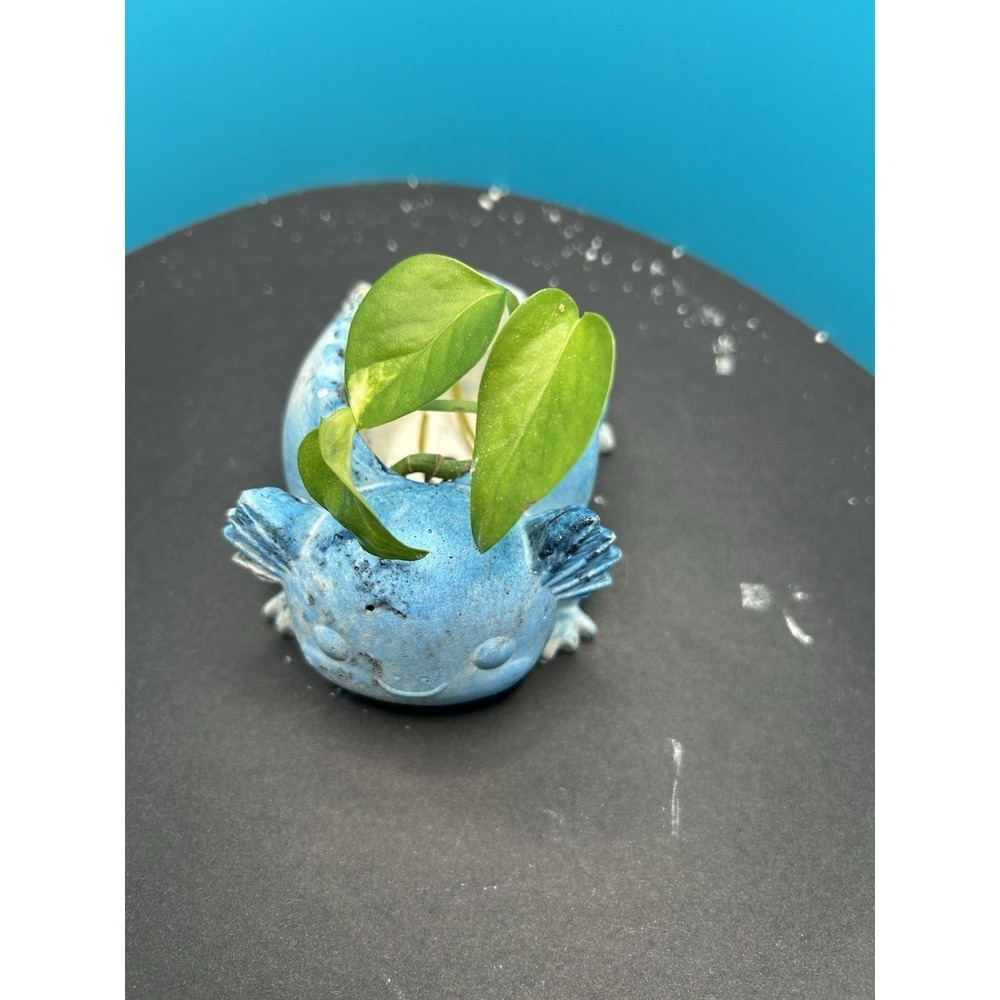 2 Axolotl  Concrete Planter Blue– Handmade Cement Succulent Plant  Pot, Handmade - Picture 11 of 12